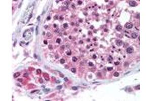 Bi-1 Immunohistochemistry. (Bax Inhibitor 1 抗体)