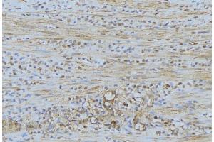 ABIN6274528 at 1/100 staining Mouse muscle tissue by IHC-P. (DUSL2 抗体  (C-Term))