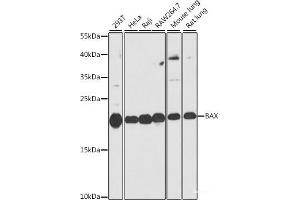 Western blot analysis of extracts of various cell lines using BAX Polyclonal Antibody at dilution of 1:1000. (BAX 抗体)