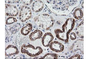 Image no. 4 for anti-Prostaglandin E Synthase 2 (PTGES2) antibody (ABIN1500491)