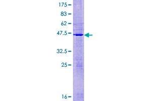 MRPL50 Protein (AA 1-158) (GST tag)