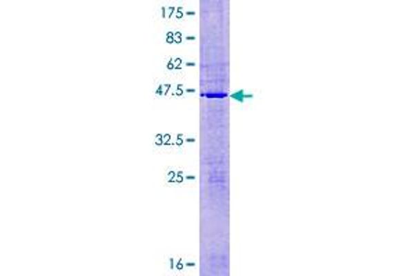 MRPL50 Protein (AA 1-158) (GST tag)