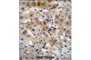 G7L Antibody 11191a immunohistochemistry analysis in formalin fixed and paraffin embedded human liver tissue followed by peroxidase conjugation of the secondary antibody and DAB staining. (ATG7 抗体  (AA 540-569))