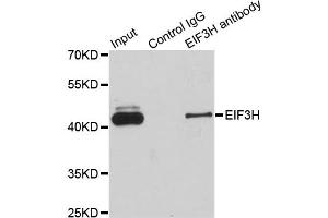 Immunoprecipitation analysis of 200ug extracts of Jurkat cells using 1ug EIF3H antibody (ABIN2562389). (EIF3H 抗体)