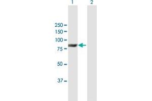 Western Blot analysis of ACOX2 expression in transfected 293T cell line by ACOX2 MaxPab polyclonal antibody.