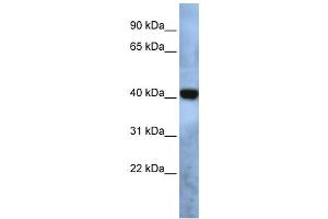 Western Blotting (WB) image for anti-Transmembrane Protein 115 (TMEM115) antibody (ABIN2459053) (TMEM115 抗体)