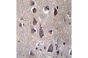 Immunohistochemistry analysis in human brain tissue (formalin-fixed, paraffin-embedded) using PCDHB12  Antibody  (C-term), followed by peroxidase conjugation of the secondary antibody and DAB staining. (PCDHB12 抗体  (C-Term))