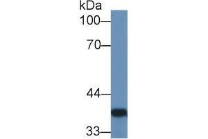 Western Blot; Sample: Rat Colon lysate; ;Primary Ab: 1µg/ml Rabbit Anti-Rat GAL4 Antibody;Second Ab: 0. (GAL4 抗体  (AA 19-324))