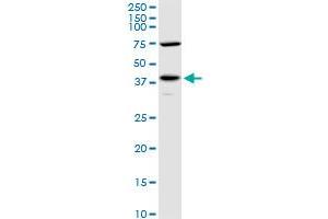 PDHA1 MaxPab polyclonal antibody.