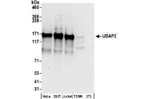 anti-Ubiquitin Associated Protein 2 (UBAP2) (AA 600-650) antibody