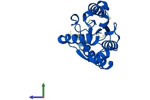 Protein Structure (PS) image for Nicotinamide Riboside Kinase 1 (NMRK1) (AA 1-199) protein (His tag) (ABIN7549926)