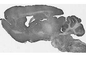 Adult rat brain immunohistochemistry. (ZNF746 抗体  (N-Term))