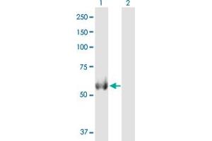 Western Blot analysis of ALDH4A1 expression in transfected 293T cell line by ALDH4A1 MaxPab polyclonal antibody. (ALDH4A1 抗体  (AA 1-563))