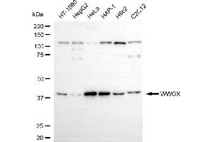 anti-WW Domain Containing Oxidoreductase (WWOX) antibody
