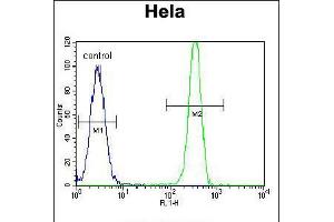 Flow cytometric analysis of Hela cells (right histogram) compared to a negative control cell (left histogram). (MSH2 抗体  (AA 637-665))