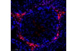 Immunofluorescence of paraffin embedded mouse testis using hmgn1 (ABIN7074222) at dilution of 1: 1000 (350x lens) (HMGN1 抗体)
