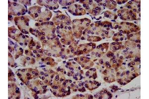 IHC image of ABIN7167060 diluted at 1:1200 and staining in paraffin-embedded human pancreatic tissue performed on a Leica BondTM system. (RAF1 抗体  (AA 1-648))