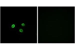 Immunofluorescence (IF) image for anti-Olfactory Receptor, Family 5, Subfamily M, Member 9 (OR5M9) (AA 197-246) antibody (ABIN2891033) (OR5M9 抗体  (AA 197-246))