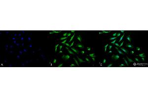 Immunocytochemistry/Immunofluorescence analysis using Rabbit Anti-CDC37 Polyclonal Antibody . (CDC37 抗体  (Atto 488))