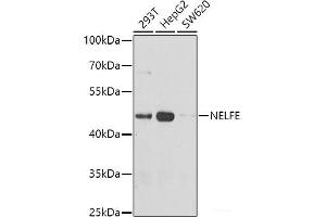 Western blot analysis of extracts of various cell lines using NELFE Polyclonal Antibody at dilution of 1:1000. (RDBP 抗体)