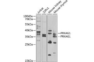 Western blot analysis of extracts of various cell lines, using PRK antibody (ABIN6132517, ABIN6146187, ABIN6146188 and ABIN6223135) at 1:1000 dilution. (PRKAG1 抗体  (AA 1-331))