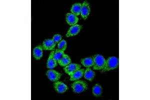 Immunofluorescence (IF) image for anti-CD46 (CD46) antibody (ABIN3002132) (CD46 抗体)