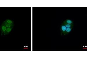 ICC/IF Image BAF57 antibody [C3], C-term detects BAF57 protein at nucleus by immunofluorescent analysis.