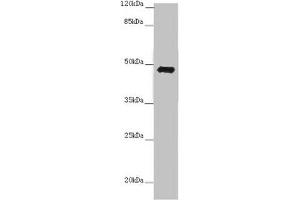 Western blot All lanes: E2F1 antibody at 7 μg/mL + 3T3 whole cell lysate Secondary Goat polyclonal to rabbit IgG at 1/10000 dilution Predicted band size: 47 kDa Observed band size: 47 kDa (E2F1 抗体  (AA 133-362))