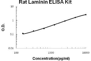 Rat Laminin PicoKine ELISA Kit standard curve (Laminin ELISA 试剂盒)