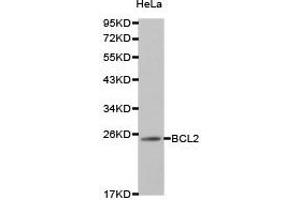 Western Blotting (WB) image for anti-B-Cell CLL/lymphoma 2 (BCL2) antibody (ABIN1871251)