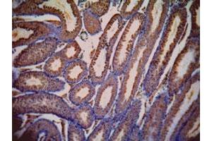 LDHC polyclonal antibody  (1 ug/mL) staining of paraffin embedded mouse testis. (Lactate Dehydrogenase C 抗体  (AA 221-233))