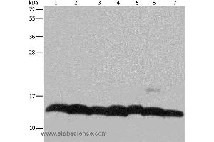 Western blot analysis of K562 cell, mouse pancreas tissue and Hela cell, mouse thymus tissue and 293T cell, NIH/3T3 and LoVo cell, using HIST4H4 Polyclonal Antibody at dilution of 1:300 (Histone H4 抗体)