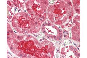 Anti-MFNG / Manic Fringe antibody IHC staining of human kidney. (Manic Fringe 抗体  (C-Term))