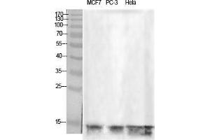 Western Blot (WB) analysis of specific cells using Histone H2B Polyclonal Antibody. (Histone H2B 抗体  (Tyr723))