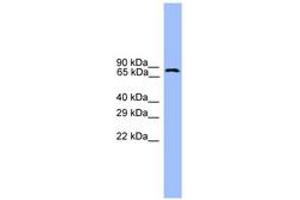 Image no. 1 for anti-Ubiquitin Specific Peptidase 1 (USP1) (AA 701-750) antibody (ABIN6745391) (USP1 抗体  (AA 701-750))