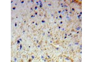 IHC-P analysis of Brain tissue, with DAB staining. (OTUB1 抗体  (AA 1-271))