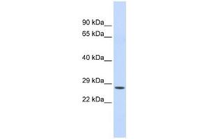 Chymotrypsin C antibody used at 1 ug/ml to detect target protein. (Elastase 4 抗体)