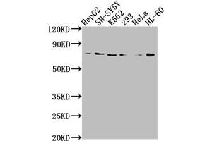 Western Blot Positive WB detected in: HepG2 whole cell lysate, SH-SY5Y whole cell lysate, K562 whole cell lysate, 293 whole cell lysate, Hela whole cell lysate, HL60 whole cell lysate All lanes: VASN antibody at 1:2000 Secondary Goat polyclonal to rabbit IgG at 1/50000 dilution Predicted band size: 72 kDa Observed band size: 72 kDa (Vasn 抗体  (AA 553-572))