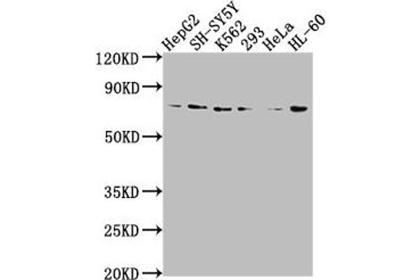 Vasn Antikörper  (AA 553-572)