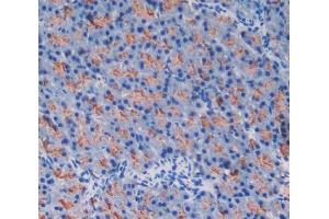 Used in DAB staining on fromalin fixed paraffin- embedded pancreas tissue (GP2 抗体  (AA 301-506))