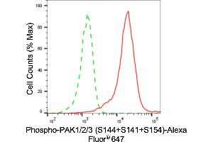 anti-P21-Activated Kinases 1/2/3 (PAK1/2/3) (pSer141), (pSer144), (pSer154) antibody