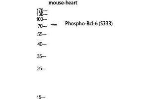 Western Blot (WB) analysis of Mouse Heart lysis using Phospho-Bcl-6 (S333) antibody. (BCL6 抗体  (pSer333))