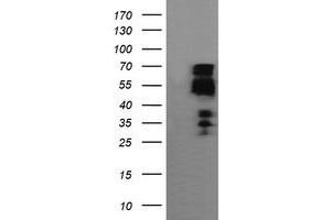 Image no. 1 for anti-Zinc Finger and SCAN Domain Containing 18 (ZSCAN18) antibody (ABIN1501858) (ZSCAN18 抗体)
