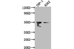 Western Blot Positive WB detected in: THP-1 whole cell lysate, K562 whole cell lysate All lanes: FDFT1 antibody at 1:1000 Secondary Goat polyclonal to rabbit IgG at 1/50000 dilution Predicted band size: 49, 41, 39, 36, 44 kDa Observed band size: 50 kDa (Recombinant FDFT1 抗体)