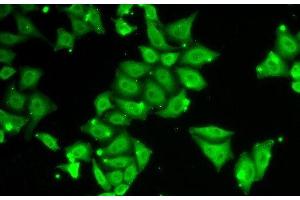Immunofluorescence analysis of HeLa cells using Ataxin 3 Polyclonal Antibody (Ataxin 3 抗体)