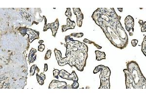 IHC analysis of Carbonic Anhydrase 13/CA13 using anti-Carbonic Anhydrase 13/CA13 antibody (ABIN7603164).