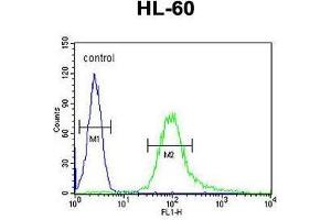 B3GNT4 Antibody (Center) flow cytometric analysis of HL-60 cells (right histogram) compared to a negative control cell (left histogram). (B3GNT4 抗体  (Middle Region))