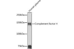 Western Blotting (WB) image for anti-Complement Factor H (CFH) (AA 20-270) antibody (ABIN3023097)