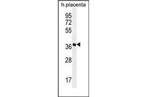 Western blot analysis of OR5AS1 Antibody (C-term) in human placenta tissue lysates (35ug/lane). (OR5AS1 抗体  (C-Term))