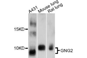 Western blot analysis of extracts of various cell lines, using GNG2 antibody (ABIN4903789) at 1:1000 dilution. (GNG2 抗体)